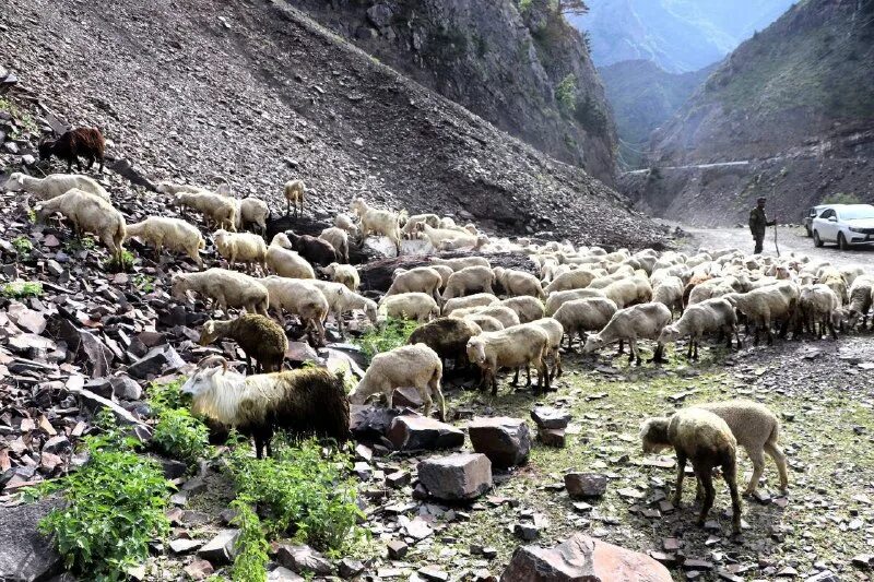 животноводство кабардино балкарии. кбр польские пастбище. выпас овец кавказ. земли отгонного животноводства в дагестане. степи кабардино балкарии.
