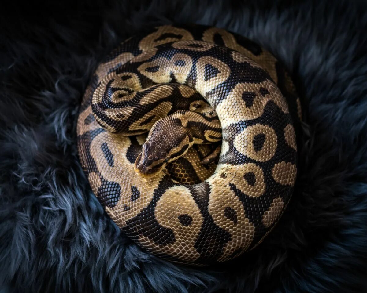 Guinness World Records: Longest snake in captivity NEWS IN A MINUTE - YouTube