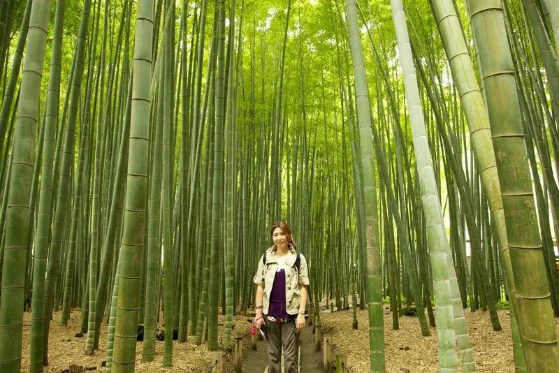 За сколько часов вырастает бамбук. Phyllostachys Moso. Бамбук Moso. Бамбук Мосо Хубэй. Phyllostachys pubescens.