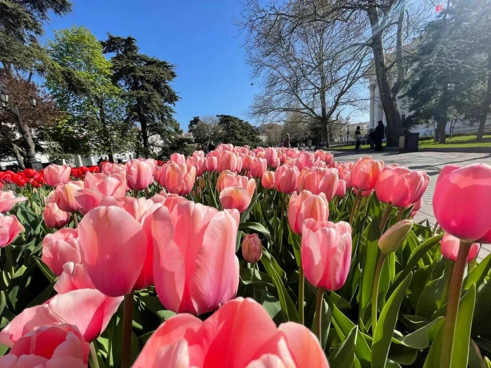 Ливан тюльпаны. Тюльпаны Севастополь. Тюльпаны в центре Севастополя. Севастополь парк с тюльпанами.