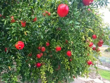 Куст граната