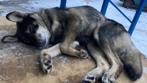 Приют для животных красноярск