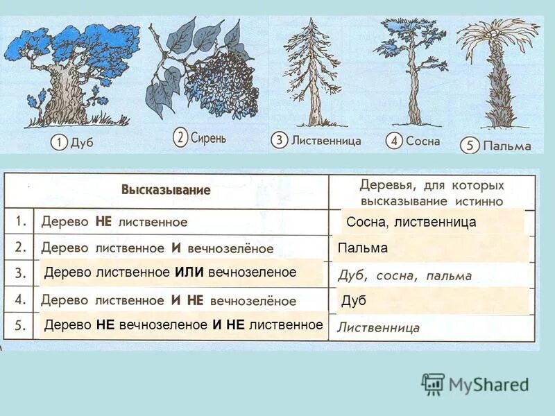 Широколиственные вечнозеленые деревья. Лиственница это хвойное или лиственное дерево. Пальма это лиственное дерево или хвойное. Лиственница или сосна вечнозеленые.