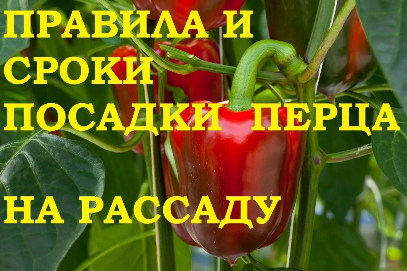 Сроки посадки овощей на рассаду в 2022 году. Артишок польза и вред. Артишок вред. Артишок польза и вред. Артишок польза и вред.