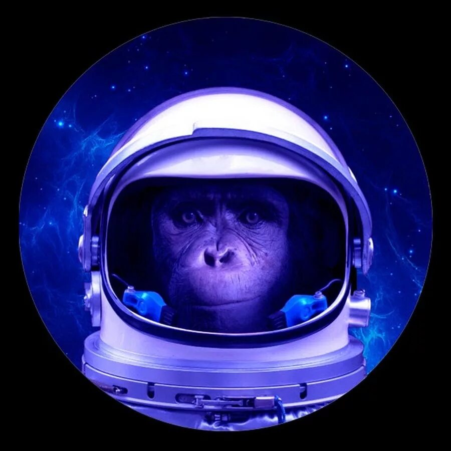 Space Mone. Cosmic Monkey. Space Monkey одноразки. Monkey Space диджей. Space monkey