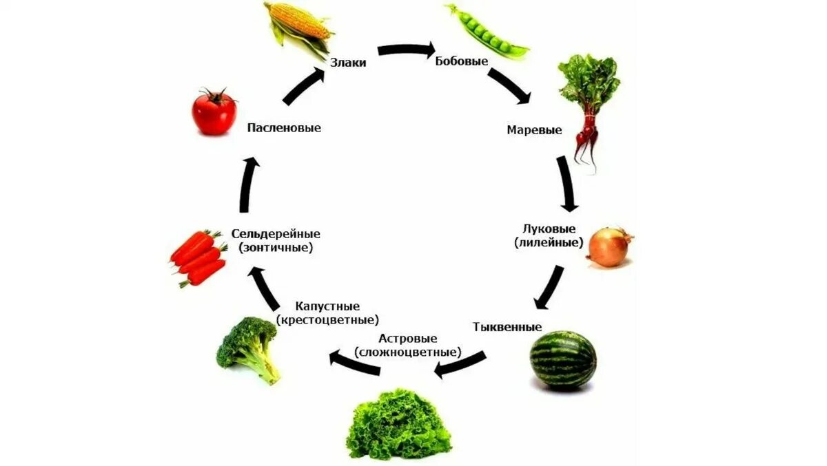 Севооборот в питомнике. Схема севооборота овощных культур. севооборот овощных культур на дачном участке таблица. схема посадки овощей на огороде совместимость и севооборот. севооборот в огороде таблица планирование посадки овощей.