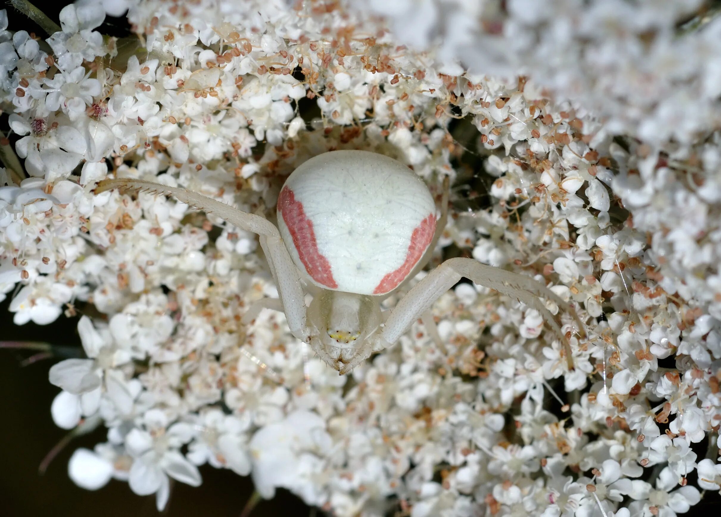Крабами цветы. Цветочный паук Мизумена. Misumena vatia. Краб с цветком. Розовый цветочный краб.