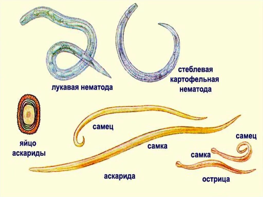 Тип круглые черви нематоды. Круглые черви паразиты представители.