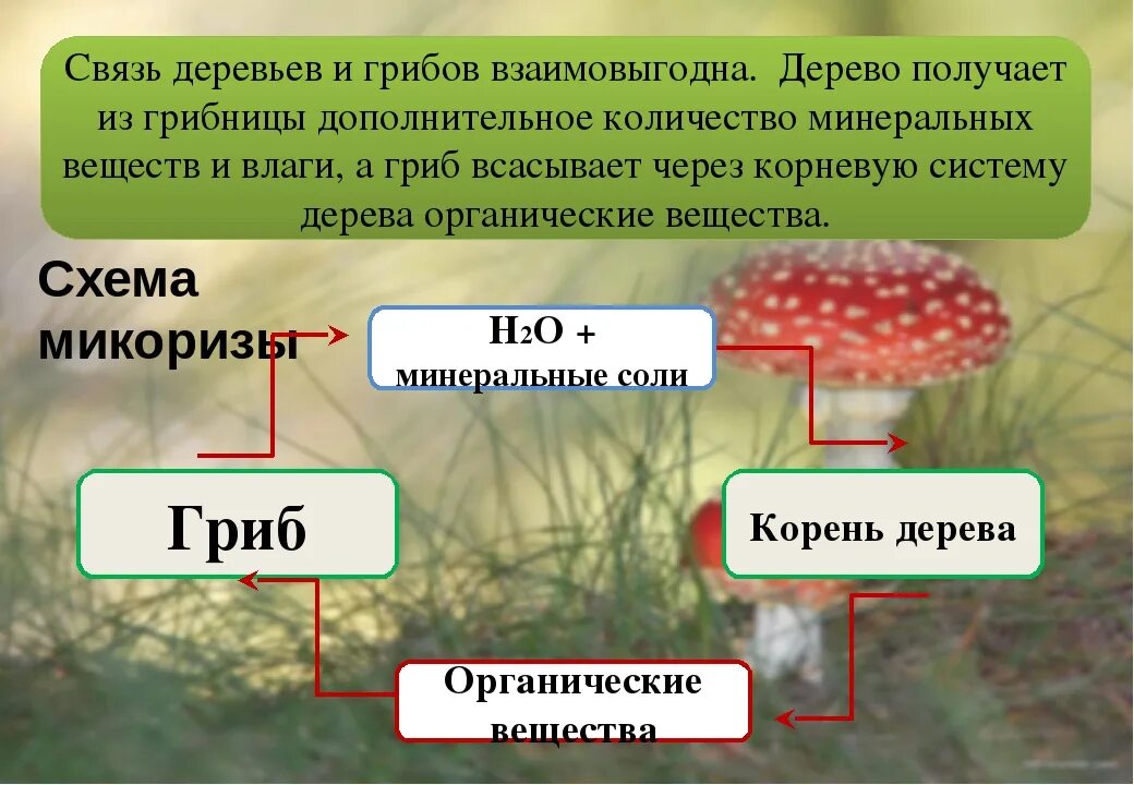 Связь грибов и деревьев. Взаимосвязь грибов и деревьев. Экологические связи грибов. Связь гриба и дерева. Что такое микориза у грибов