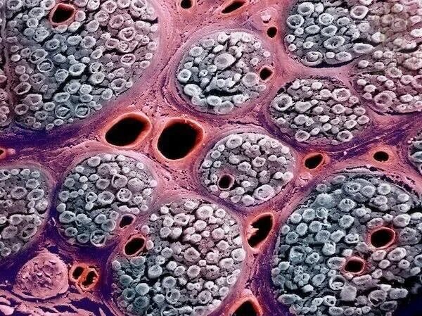 Клетки животной ткани под микроскопом 498 Microscope 400x Stock Photos Free & Royalty-Free Stock Photos from Dreamst