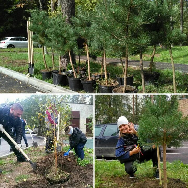 Саженцы во дворе. Деревья саженцы для двора. Сажаем деревья на участке. Деревья которые высаживают во дворе. Как правильно посадить деревья на участке