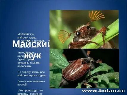 Майский жук покров тела