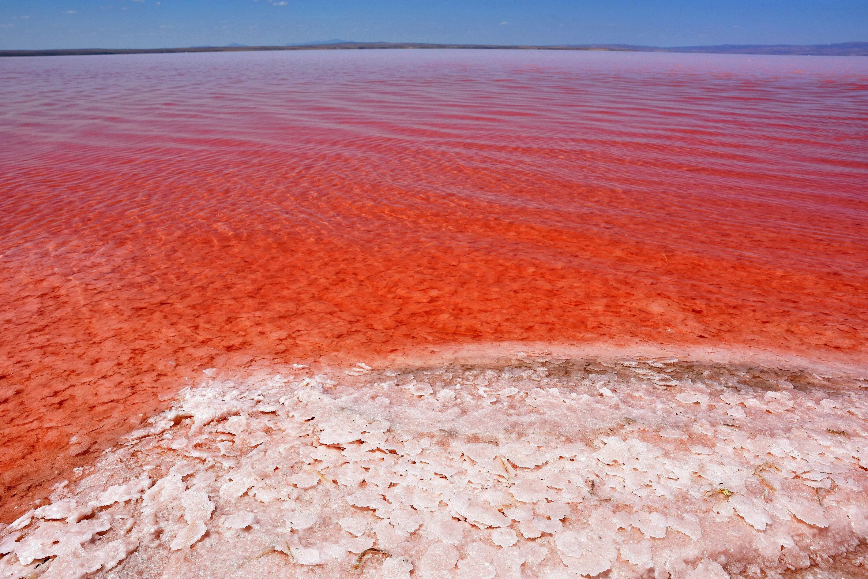 Dunaliella Salina озеро. Озеро туз Турция. Соленое озеро туз. Dunaliella Salina водоросли. Красная вода в хургаде