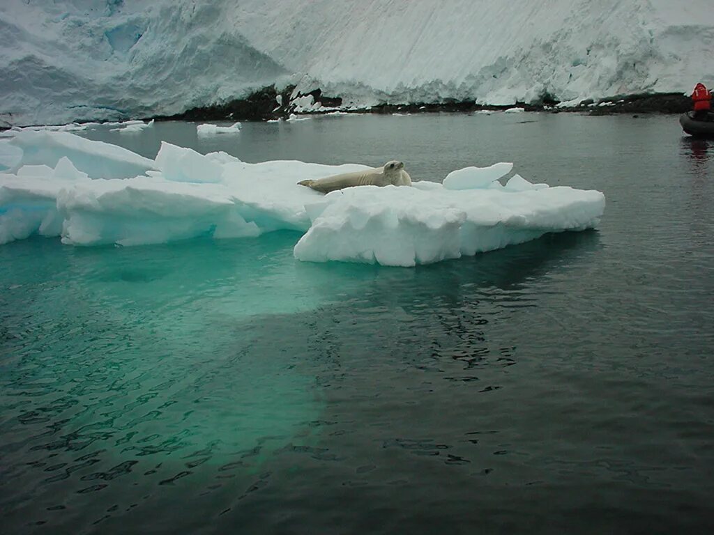 Трансантарктические горы. Гора кук антарктида. Красивые ледники. Ледники антарктиды. Антарктида фото.