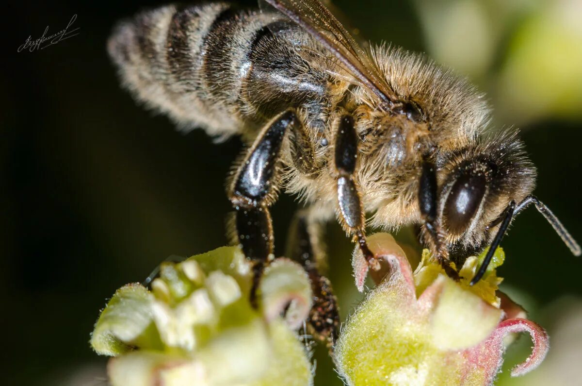восковая броня на брюшке у пчелы. восковыделение у пчел. хоботок пчелы. членистоногие пчела. восковая броня на брюшке у пчелы.