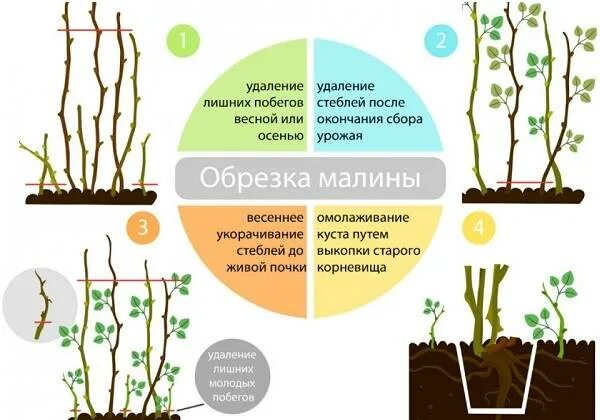 На какую высоту обрезать малину весной. Как ухаживать за малиной. Формирование куста малины весной. Как рассадить малину весной. Схема посадки ремонтантной малины весной.