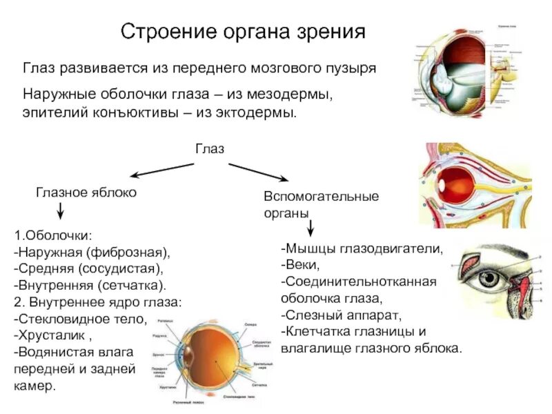 Общее строение глазного яблока. Строение глазного яблока и вспомогательных органов. строение органа зрения (строение глазного яблока).. орган зрения топография строение функции. общий план строения глазного яблока.