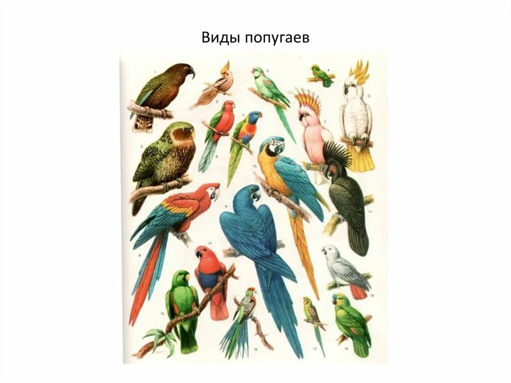 Какие слова говорят попугаи. Все виды попугаев. Классификация попугая. Виды попугаев таблица. Картинки попугаев с названиями.