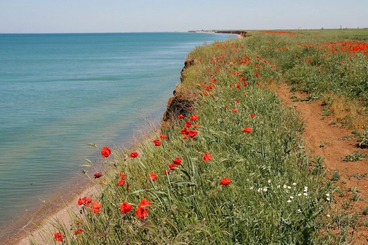 Цветы тамань. Станица Тамань море. Азовское море Тамань. Николаевка Азовское море. Крым Николаевка поля.