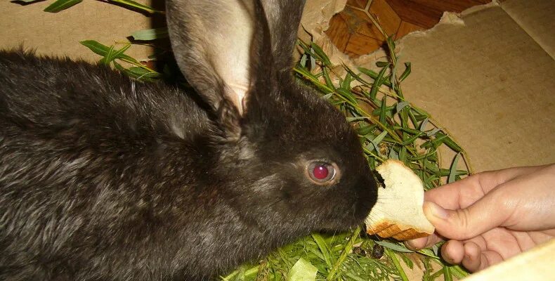 Можно ли кроликам редиску. Кролик и хлеб. Кролик ест хлеб. Кроликам хлеб сушеный. Какие ветки едят домашние кролики.