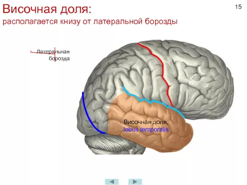 Какая зона в височной доле. Функции извилин височной доли. Извилины височной доли анатомия. Полюсные отделы височной доли.