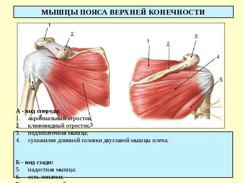 Операция разрыва сухожилия надостной мышцы. Мышцы плечевого пояса и плеча вид спереди. Мышцы плечевого пояса подлопаточная мышца. Мышцы пояса верхней конечности вид спереди. Мышцы плечевого пояса анатомия надостная.