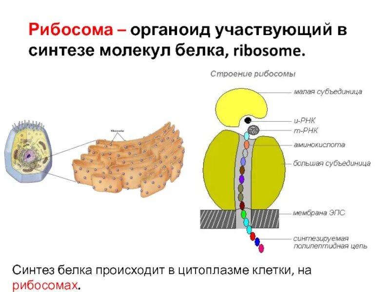 Синтез белковых молекул происходит. Синтез белка на рибосомах. Синтез белка органоид. Синтез белков в рибосомах клетки. Белки на рибосомах.