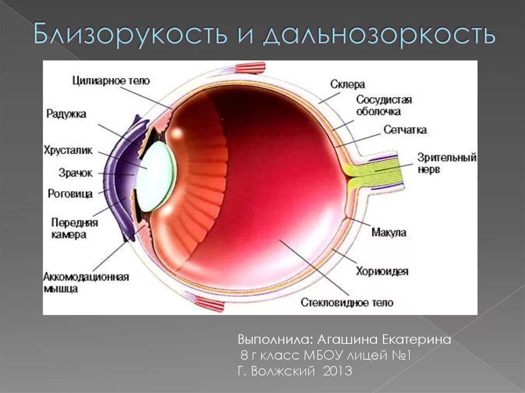 Элементы глаза. Склера роговица сосудистая оболочка. Строение переднего отдела глазного яблока. Строение глазного яблока человека анатомия. Склера глазного яблока анатомия.