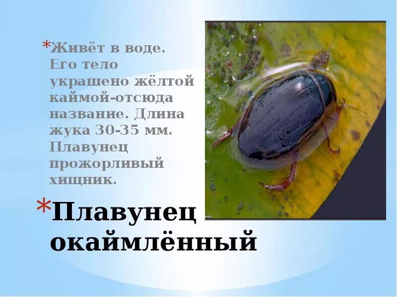 Жук водолюб. Жук водолюб большой. Длина тела водолюба большого. Жук плавунец и водолюб большой сравнение. Форма тела водолюба большого.