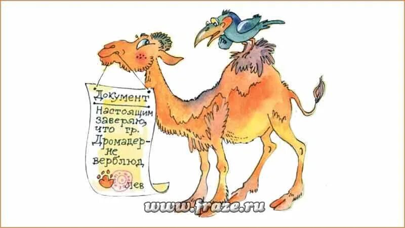 Частушка верблюд. Верблюд карикатура. пословицы про верблюда. я не верблюд. без бумажки ты букашка а с бумажкой человек.