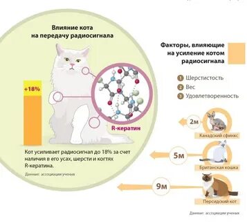 Почему полезны кошки