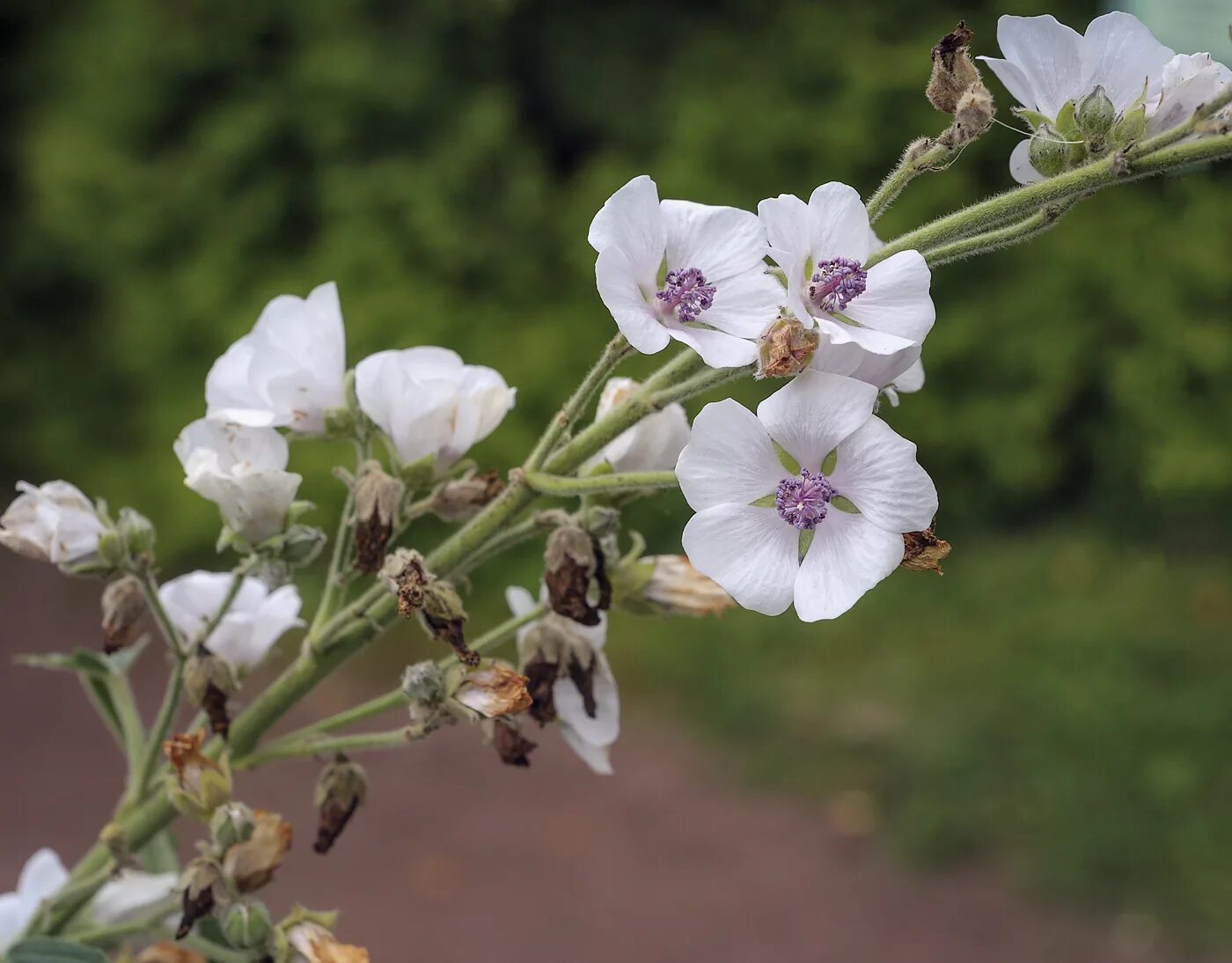 Алтей латынь. Алтей армянский (Althaea armeniaca). Althaea officinalis. Алтей лекарственный (Althaea officinalis). Алтей голоцветный.