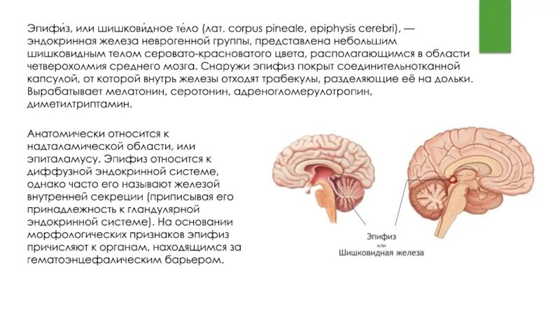 Пинеальная железа это. Эпифиз мозга шишковидное тело. Шишковидное тело – Corpus pineale. Эпифиз эндокринная железа. Эпифиз строение.