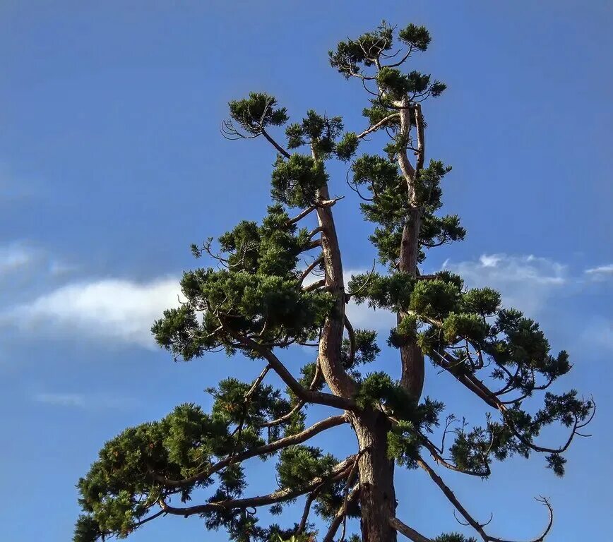 лес шотландия опушка. парк секвойя калифорния. кедр ствол кора. сосна два ствола. ствол сосны.