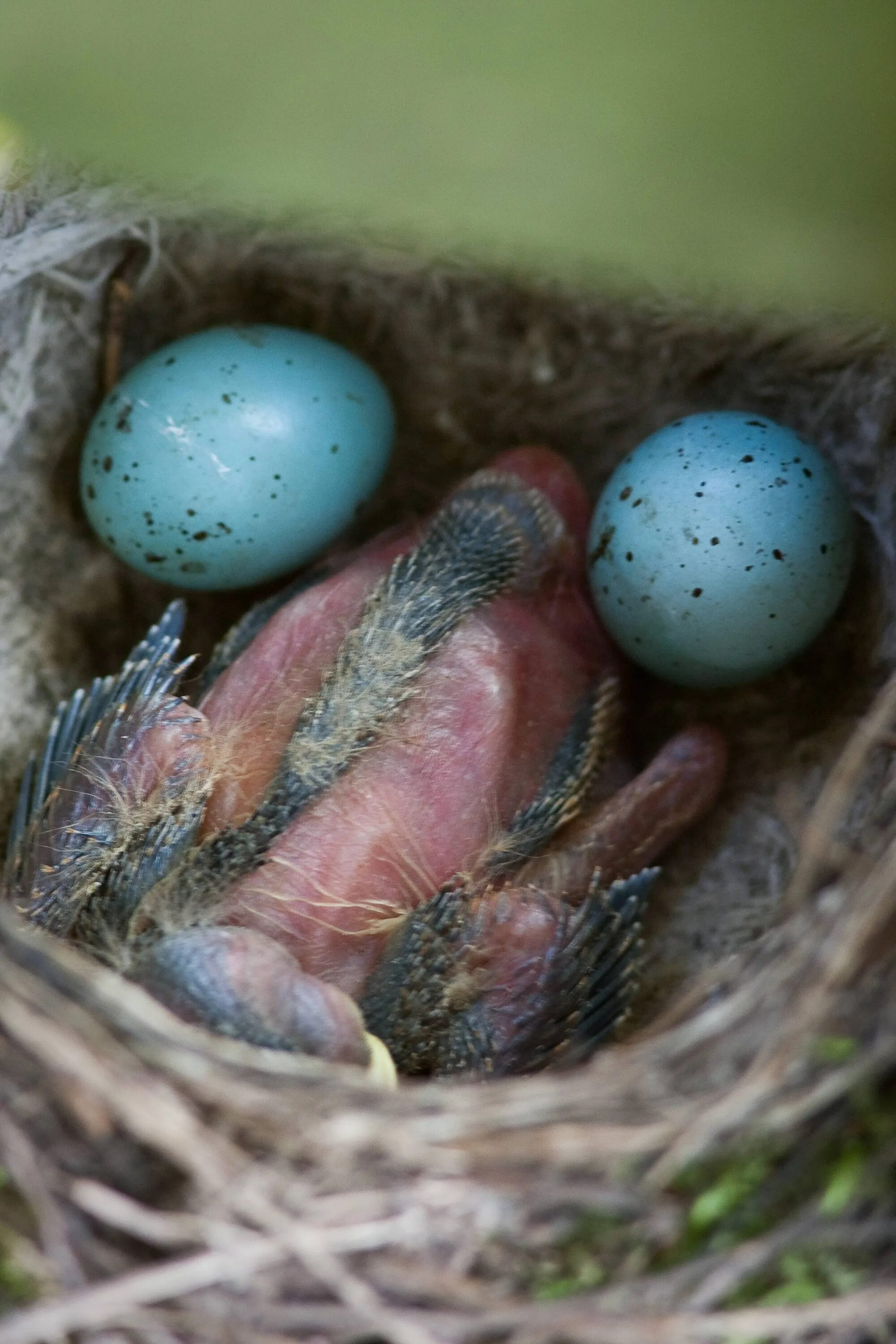 Какого цвета яйца птиц. Яйца певчего дрозда. Гнездо горихвостки. Гнездо певчего дрозда. Голубые яйца дрозда.