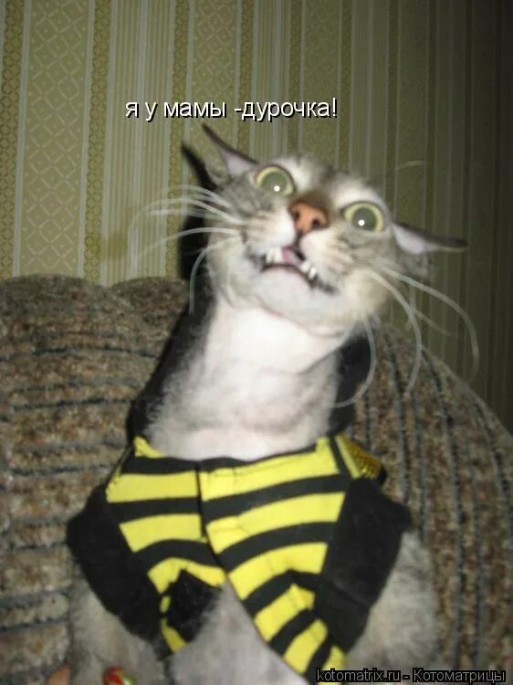 Красавчик мем. Я у мамы дурачок. Я дурачок. Я у мамы дурочка фото. Я у мамы дурачок.