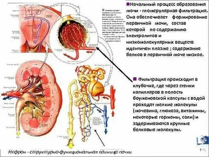 Экспериментатор изучал процесс образования мочи