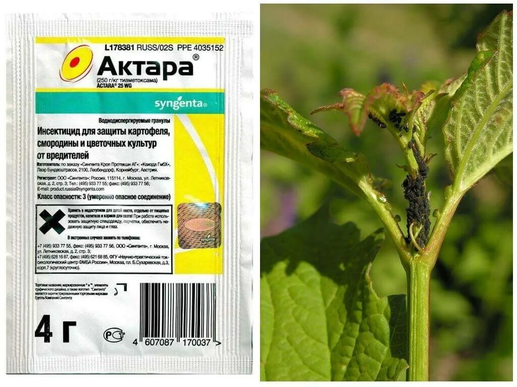 Отрава для деревьев. Отрава от тли актара. пестицид актара. актара от тли на деревьях. актара от тли на смородине.