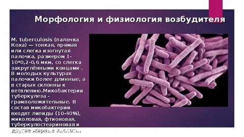 Палочка коха является возбудителем