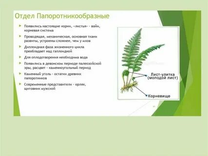 Какие органы характерны для мхов