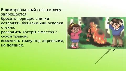 Где в лесу запрещено разводить костры
