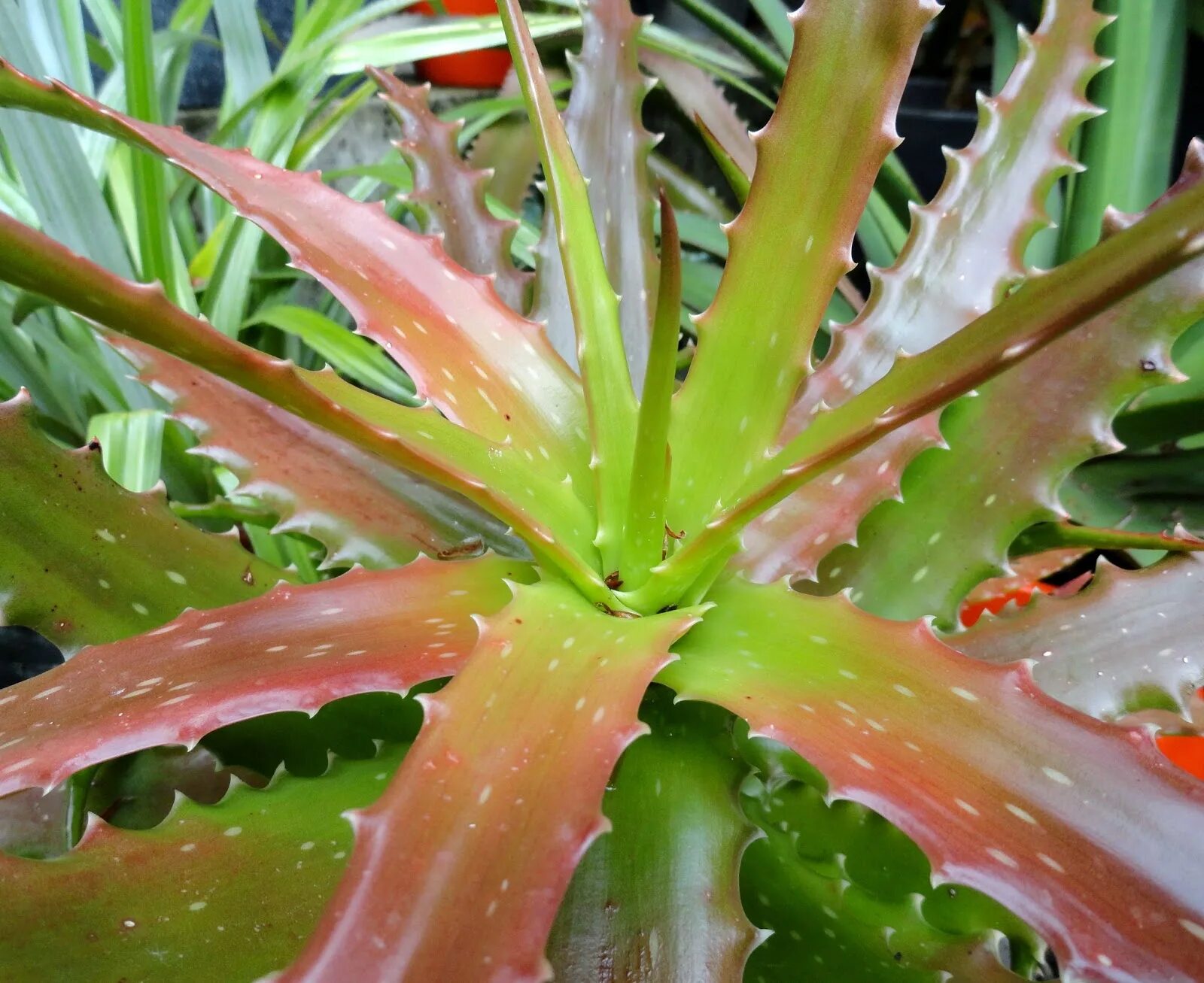 Почему листья алоэ желтеют и сохнут. Aloe dorotheae. лист алоэ. солнечный ожог растений. ожоги на листьях.