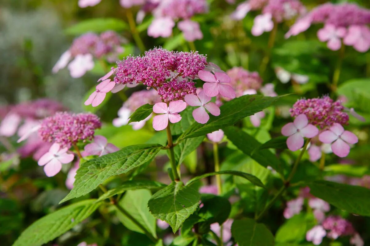 Гортензия пильчатая Кореана (Hydrangea serrata Koreana) 5 л контейнер, цена в Са