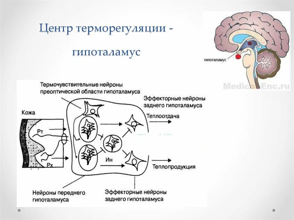 Гипоталамические центры терморегуляции. Гипоталамус центры регуляции температуры. Центр теплопродукции гипоталамуса. Центр регуляции температуры тела у человека расположен. Участвует в регуляции температуры тела