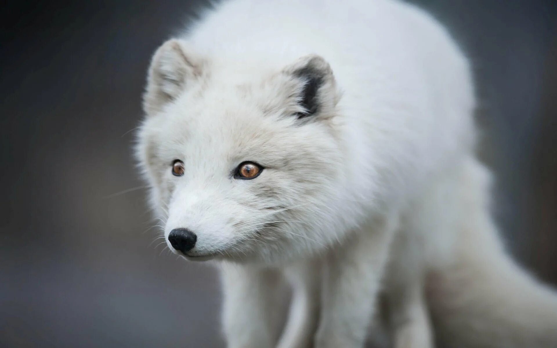 Животное серого цвета. Песец хищник. Берингийский песец. Песец (arctic fox). Песец в арктике.