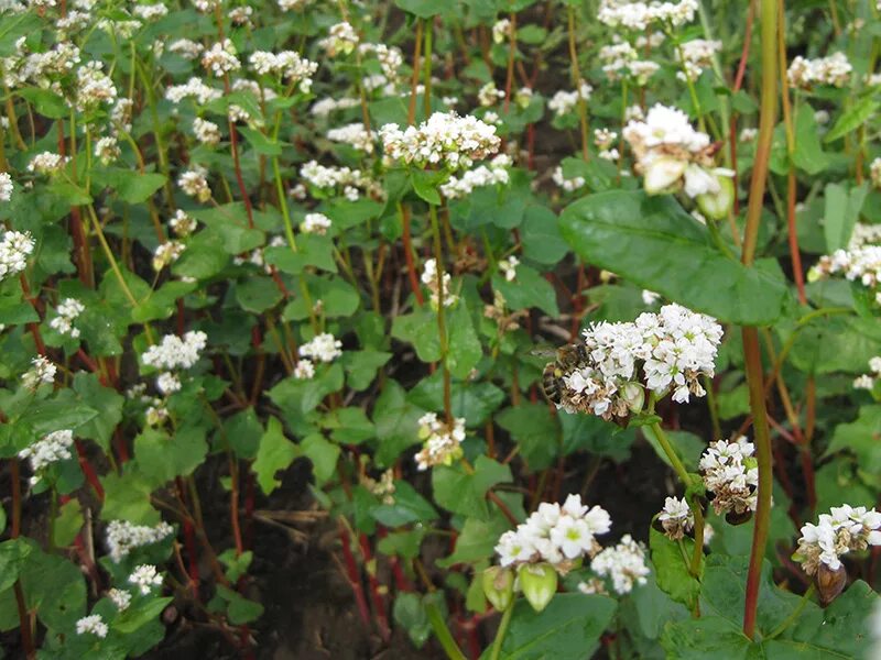 Гречиха 9. Гречиха посевная (fagopyrum esculentum). f. esculentum - гречиха посевная. гречиха инзерская. гречиха посевная и гречка.