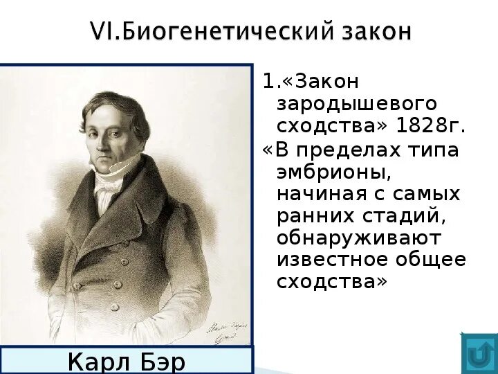 Закон девяти. Закон зародышевого сходства формулировка. Закон зародышевого сходства Бэра. Закон зародышевого сходства и биогенетический закон. Закон зародышевого сходства кратко.