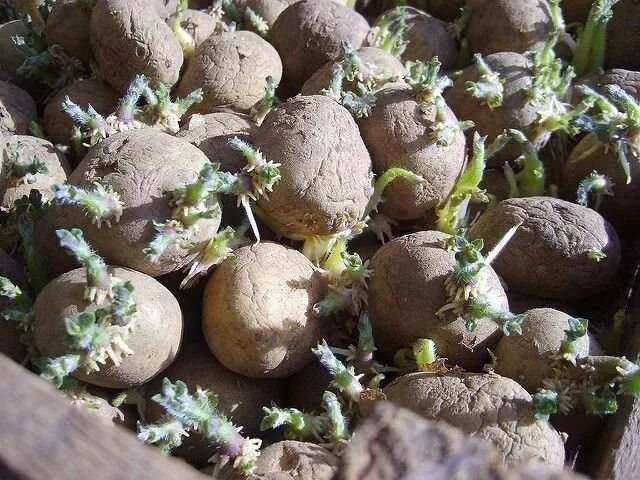 Обработка картофеля перед проращиванием. Картофель семенной с ростками. Пророщенный картофель. Проращивание картофеля для посадки. Пророщенная картошка для посадки.