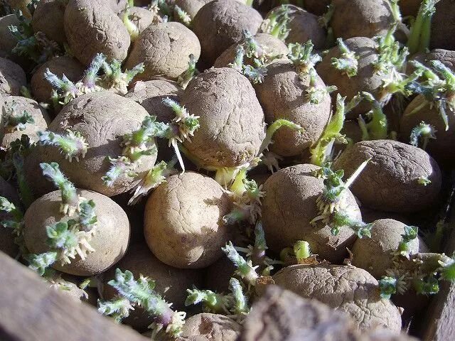 Картофель на проращивание перед посадкой когда достают. Пророщенный картофель. семенной картофель с ростками. проращивание картофеля для посадки. пророщенная картошка для посадки.