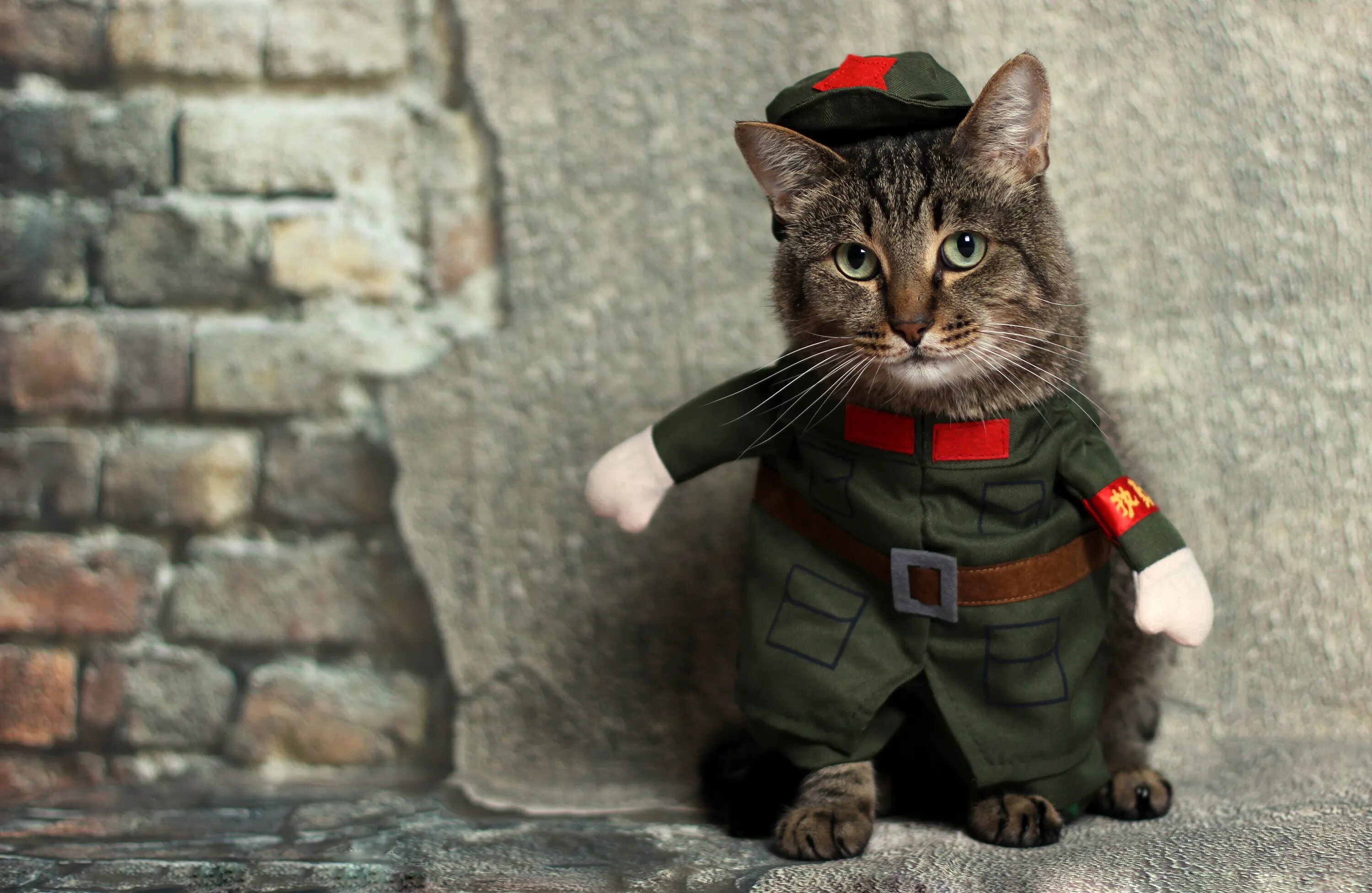 Ve cat
